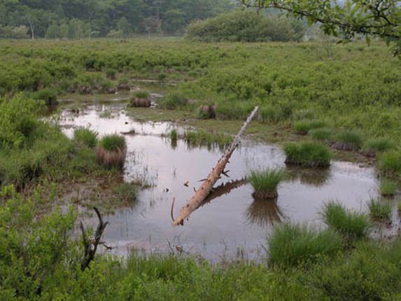 湿原の水辺に浮かぶ丸っこい草は、スゲの仲間が集まった株で「谷地坊主（やちぼうず）」と呼ばれる。水位が上がっても緑の草の部分が濡れないようになっている。