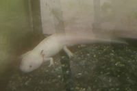 ウーパールーパーも！