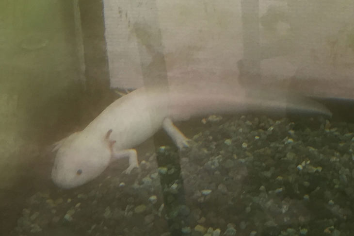 ウーパールーパーも！