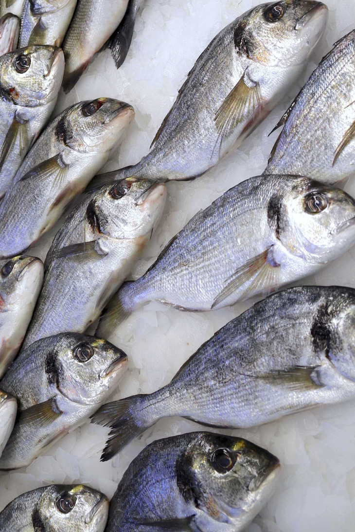 サラゴといわれるタイの一種がショーケースに並ぶ。