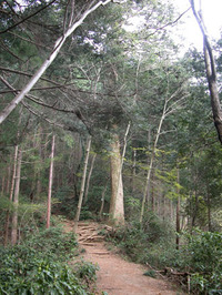 第95回：“奇跡の山”、高尾山に迫る危機その7：高尾山の自然を守る市民の会（矢貫隆）の画像