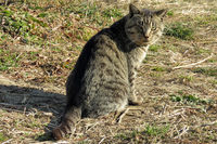 それにしても、この1月はやたらと猫づいたひと月だった。写真はトーヨータイヤのオフロード試乗会の会場にいた野良猫。このふてぶてしさを見よ。