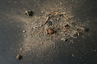 本体から取り出した、今回の掃除の成果。草や砂粒、お菓子類に交じって、おもちゃの部品なども含まれていた。