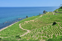 輪島市の棚田・白米千枚田（しらよねせんまいだ）まで足を伸ばした。