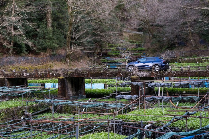 「筏場のわさび田」にて。落葉広葉樹の豊かな森に恵まれ、清流も多い中伊豆や湯ヶ島は、日本有数のわさびの産地としても知られる。