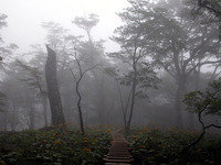 木道のまわりに青々と息づいている緑と、枯れたブナの大木とのコントラストがショッキングだった。