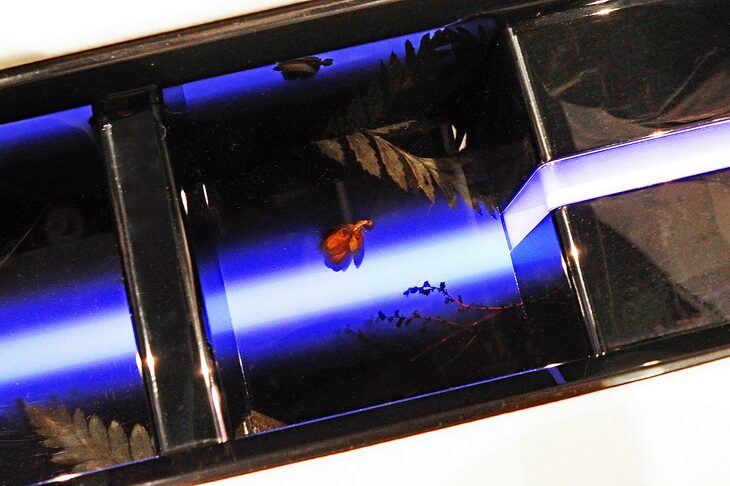 クリスタルのセンターコンソールには、よく見ると植物が埋められていた。