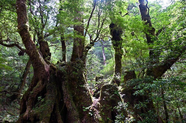 島を覆ううっそうとした杉林。シェーパース氏があいさつで述べたとおり、屋久島では豊かな自然と人々が共存している。
