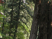 第66回：花粉症はナゼ発症するのか〜答えは日光に〜（その3）（矢貫隆）