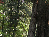 第66回：花粉症はナゼ発症するのか〜答えは日光に〜（その3）（矢貫隆）の画像