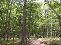 樹木が生い茂った森のなかを歩く。