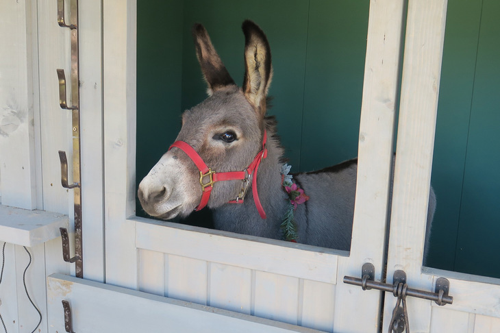 実は「ジャガー・ランドローバー柏」のマスコットである、ランド君の飼育小屋だ。彼は岡山からはるばるやってきた1歳の雄のロバ。マスコット任命の理由とその名の由来は、「ランドローバーだから、ロバのランド」。ランド、ロバ……ランドローバー……。