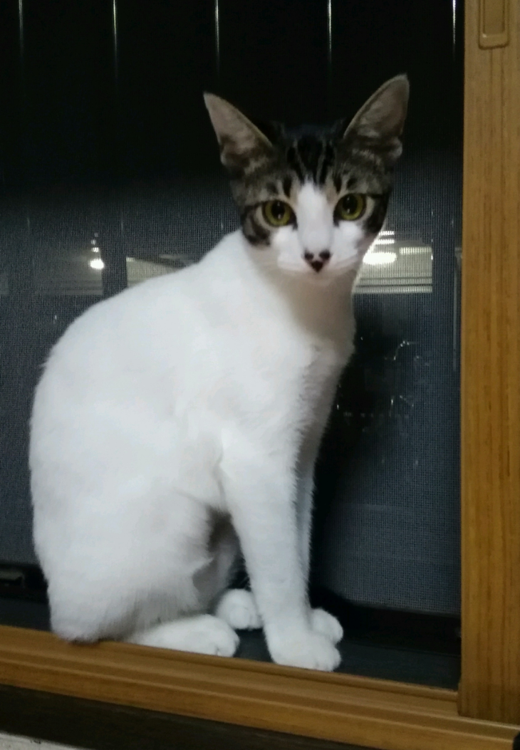 わが家にすみついた当初のミニーちゃん。