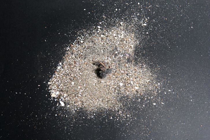 今回のお掃除の成果がこちら。砂にホコリ、貝殻の破片など、写真では分かりづらいかもしれませんが、けっこうな量がとれました。