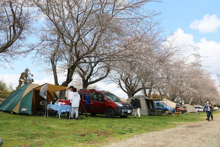 桜の下でサイトに彩りを添える、参加者のテントと「ルノー・カングー」。多くのお花見客でにぎわう時期にキャンプを楽しめるのが、同地の最大の魅力。桜の見ごろは一瞬だが、ルノー・ジャポンの桜の開花予想は、的を外さなかったといえよう。