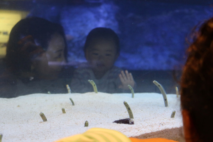 1歳を迎える娘（中央）が最も興味を示したのは、この「チンアナゴ」。えさやりの時間には、砂地から30cmくらい体を伸ばす様子も見られた。