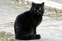 昨年（2017年）末に見た岩合光昭氏の写真展のご利益か。2月に入ってからも記者の周辺では“猫ラッシュ”が止まらない。こちらは千葉・木更津にロケに行った際に見えた黒猫。……このふてぶてしい感じ、バイパーに似てる。