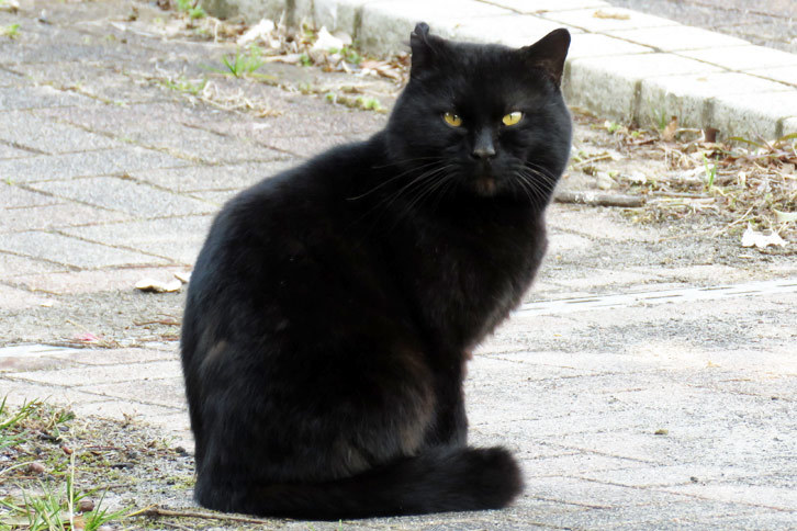 昨年（2017年）末に見た岩合光昭氏の写真展のご利益か。2月に入ってからも記者の周辺では“猫ラッシュ”が止まらない。こちらは千葉・木更津にロケに行った際に見えた黒猫。……このふてぶてしい感じ、バイパーに似てる。