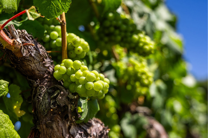 ワイナリーの周囲には、全部で8ヘクタールのブドウ畑があり、2万本を超すブドウの木が植えられている。除草にはヤギも活躍しているというが、「油断するとガーデンの花や、畑のブドウまで食べてしまうので大変！」とのことだった。おいしいワインになるブドウは、それ自体もおいしいのだろう。