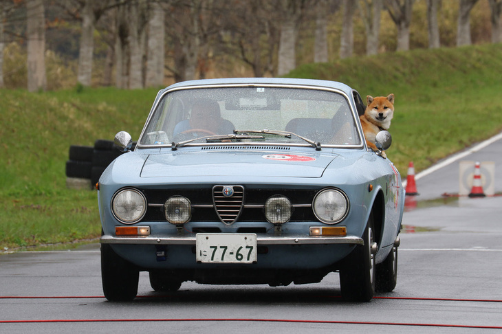 雨もいとわずしっかり身を乗り出して前方を見つめているのは、1974年「アルファ・ロメオ1600GTジュニア」のコドライバーならぬワンコドライバー？