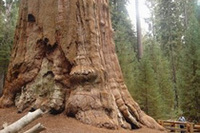 「GENERAL SHERMAN（シャーマン将軍）」と名づけられた「地球上で一番大きな生物」樹齢2300〜2700年、高さ83.8m，幹の太さ（最大）直径11.1m