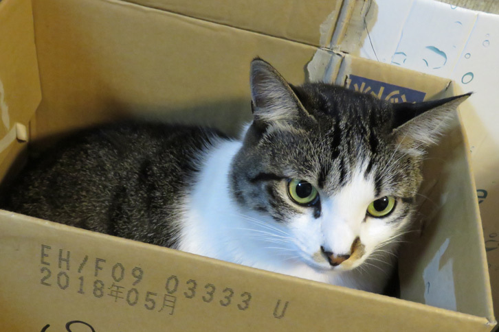 久々の再会なのでカメラ片手に追い回していたら、段ボール箱に逃げ込まれてしまった。お前……ちょっと冷たくないか!?