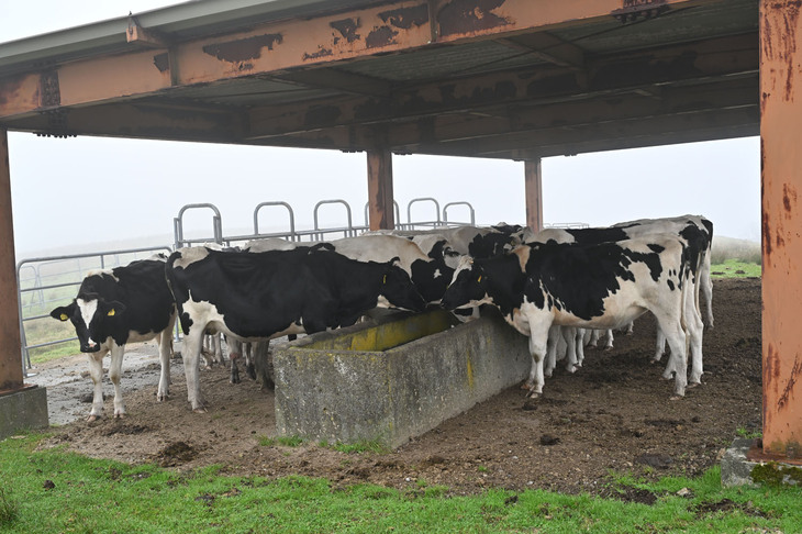 山頂近くの高ボッチ牧場にいた牛。毛ヅヤのよさが印象的だった。