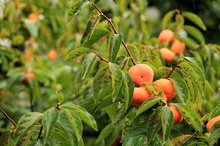 こちらの柿園で栽培しているのは「次郎柿」。大型で果肉がしっかりしていて、歯ごたえがあるのが特徴。たわわに実った姿が美しい。