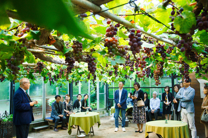 レセプション会場のオズガーデンにて。会場に実るぶどうは、なんと1本の木からなっていた。