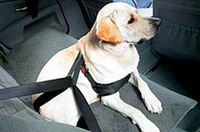 
	装着方法
	1：愛犬の前足をベルトに用意されたそれぞれの開口部に通し、胸部まで回す。
	2：ベルトを車両本体のシートベルトに接続し、愛犬の体に密着するように長さを調節する。
	3：3点式シートベルトを上部のループに通す。
	なお、ワンタッチでシートベルトを外すことができ、また金属製のリングに愛犬用の鎖を通すことも可能という。
	ただし、愛犬がおとなしく座っていてくれるかは「？」
	 