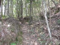 その階段を上りきると、このように素晴らしい山道が待っている。これは昔から変わらぬ風景。