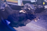 道路のセンターライン上に寝そべる牛。道のど真ん中に牛がずらっと並ぶ風景には心底驚いた。ガイドは「インドでは牛は神聖な生き物なので、どこにでもいます」と言っていたが、それにしても、である。