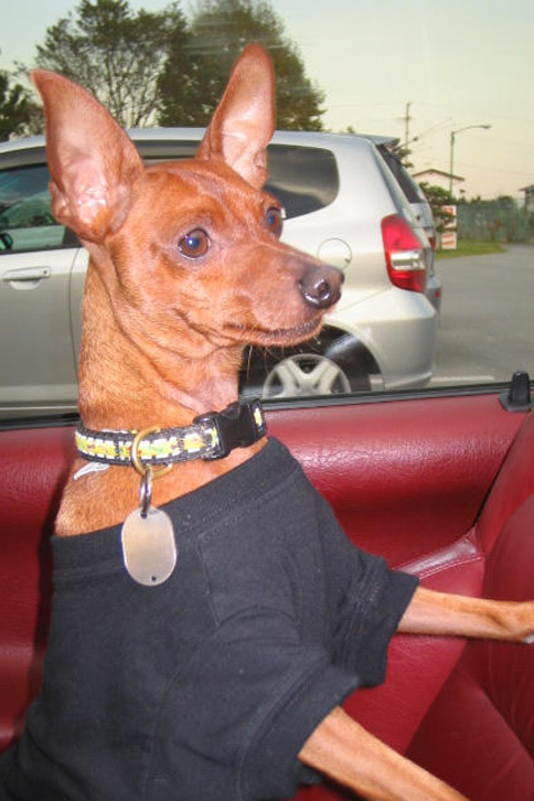 13年前、「プジョー306カブリオレ」に乗る愛犬武蔵。おととし暮れに大往生。