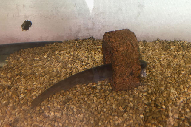 第185回 骨の髄までしゃぶり尽くせ カーマニア人間国宝への道 Webcg