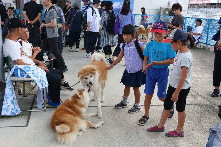 フィギュアスケートのザギトワ選手で注目度が高まった人気の「もふもふ」、秋田犬とのふれあいコーナーも。ちびっ子だけでなく、大人もふれあいを楽しんだ。