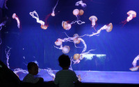「パシフィックシーネットル」というクラゲに見入る子どもたち。すみだ水族館のクラゲは、すべて館内で生まれたものという。
