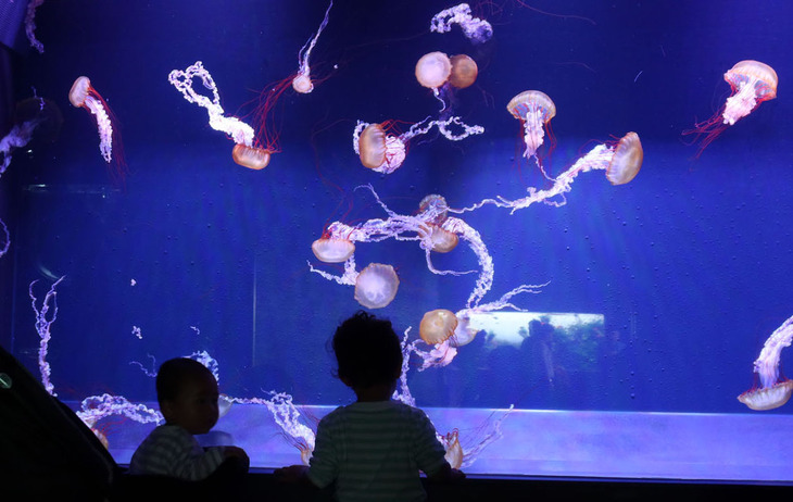 「パシフィックシーネットル」というクラゲに見入る子どもたち。すみだ水族館のクラゲは、すべて館内で生まれたものという。