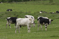 ボルボXC60 D4 AWDインスクリプション（4WD/8AT）【試乗記】の画像