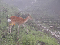 突然の遭遇に、しばし互いにフリーズ状態に陥っていたが、やがて鹿の方が立ち去っていった。