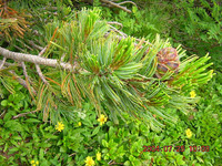 ハイマツが1年間にどれくらい成長したかを見分ける方法を習った。写真に撮ってみた。写真では説明できない。