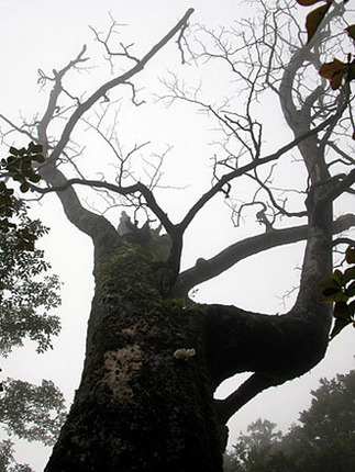 突如視界に飛び込んできた枯れ木。霧立ち込める空に、生命力を失った枝が伸びていた。