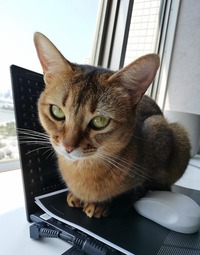 ネコ飼いテレワークあるある……。