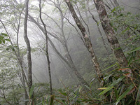 第56回：枯れゆくブナの山、檜洞丸（その5）（矢貫隆）の画像