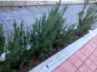 水道会社の外で、順番待ち中のショット。東京で高価なローズマリーがワンサカ生えているイタリアだが、スローな物事には戸惑うばかり。