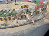 こっちには野良ロバの姿も。街でも群れをなして暮らしているようだ。