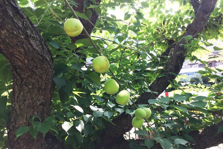 今年も大豊作！ ジュースにしようかジャムにしようか……。