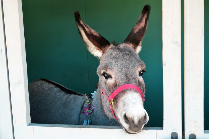 マスコットの“ランド君”。
