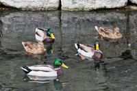 本稿を書くにあたってカメラの中身を見返したところ、1枚も京都らしい写真がないことに戦慄した。さすがは私、編集部きっての観光下手である。こちらは二条城のお濠を行くカモの群れ。「んなもん撮ってる暇があったら、平安神宮にでも行っとけよ」と、当時の自分の頭をはたきたい。強めに。