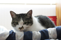 「どうだ！　400万円を一括払いだぞ！　わははは」と自慢しても、実家の猫は何も語ってはくれない。というか、長いこと帰っていなかった自分に対する警戒がハンパない。