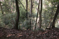 第92回：“奇跡の山”、高尾山に迫る危機その4：小さな山に異なる植物分布（矢貫隆）の画像